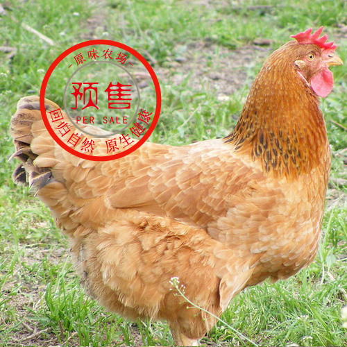 蟠龙湖原味农场老母鸡2.5斤以上